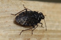 Saldidae