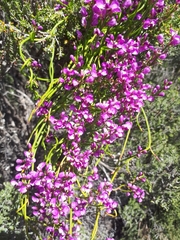 Comesperma volubile