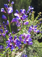 Comesperma volubile