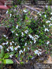 Cryptandra arbutiflora
