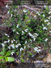 Cryptandra arbutiflora