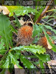 Banksia quercifolia