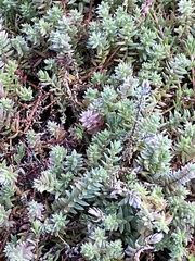 Chenolea diffusa
