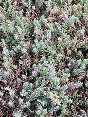 Chenolea diffusa