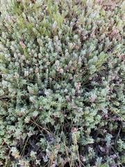 Chenolea diffusa