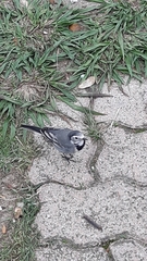 Motacilla alba