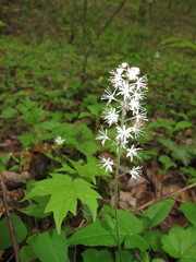 Tiarella austrina