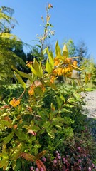 Berberis negeriana