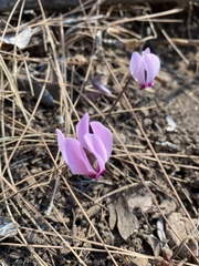 Cyclamen graecum