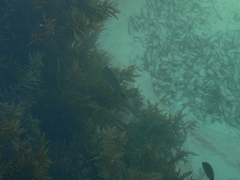 Anthophycus longifolius