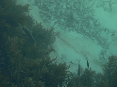 Anthophycus longifolius