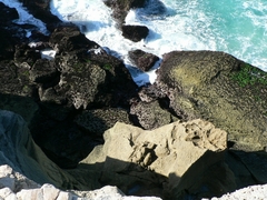 Gelidium pristoides