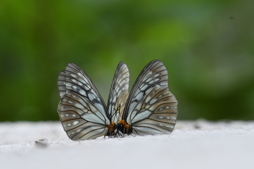 Oberthür's Freak Butterfly