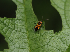 Tropidothorax sinensis