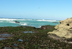 Gelidium pristoides