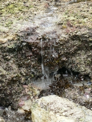 Sargassum heterophyllum
