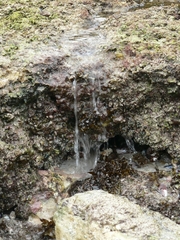 Sargassum heterophyllum