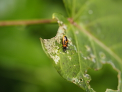 Tropidothorax sinensis