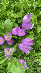 Colchicum