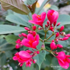Jatropha integerrima