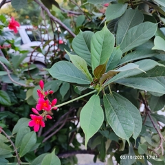 Jatropha integerrima