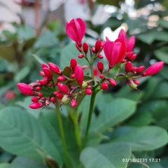 Jatropha integerrima