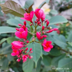 Jatropha integerrima