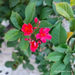 Jatropha integerrima