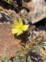 Tribulus cristatus
