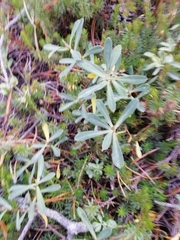 Daphne striata