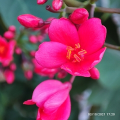 Jatropha integerrima