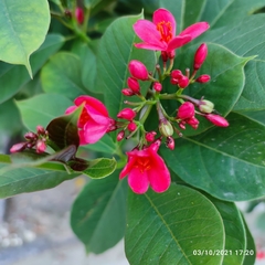 Jatropha integerrima
