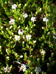 Wilsonia backhousei