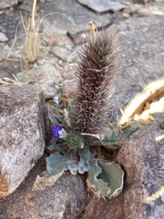 Acanthopsis disperma