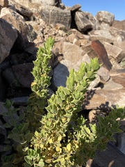 Monechma mollissimum