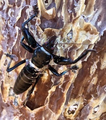 Colossopus grandidieri