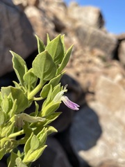 Monechma mollissimum