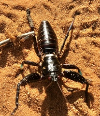Colossopus grandidieri