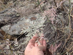 Artemisia messerschmidtiana