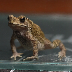 Duttaphrynus melanostictus