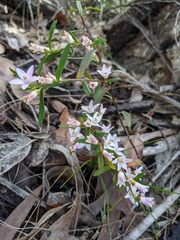 Crowea angustifolia