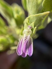 Monechma mollissimum