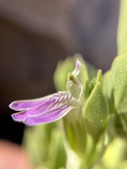 Monechma mollissimum