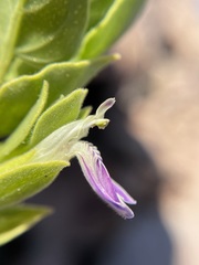 Monechma mollissimum