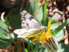 Pontia occidentalis
