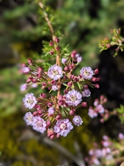 Verticordia plumosa