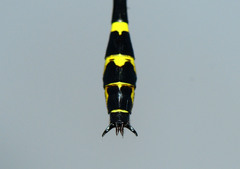 Cyclogomphus flavoannulatus
