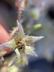 Trichodesma africanum