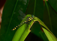 Cyclogomphus flavoannulatus