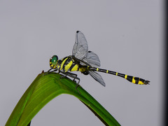 Cyclogomphus flavoannulatus